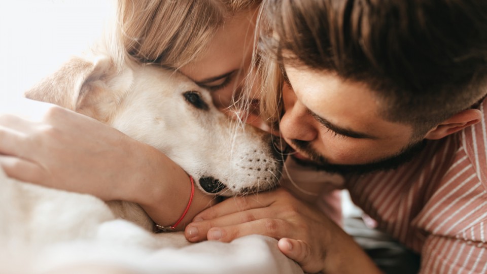 Finding Solace after Pet Euthanasia: Overcoming Guilt Together
